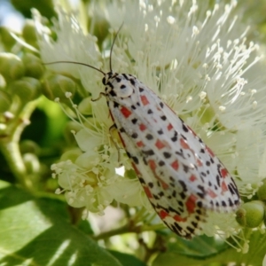 Utetheisa pulchelloides at Yass River, NSW - 30 Jan 2021