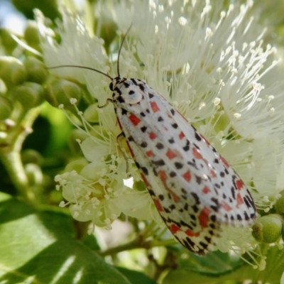 Utetheisa pulchelloides (Heliotrope Moth) at Rugosa - 30 Jan 2021 by SenexRugosus