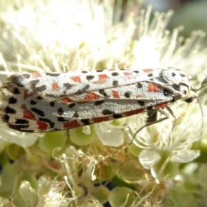 Utetheisa pulchelloides at Yass River, NSW - 30 Jan 2021