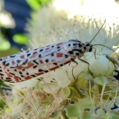 Utetheisa pulchelloides at Yass River, NSW - 30 Jan 2021