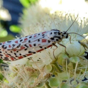 Utetheisa pulchelloides at Yass River, NSW - 30 Jan 2021