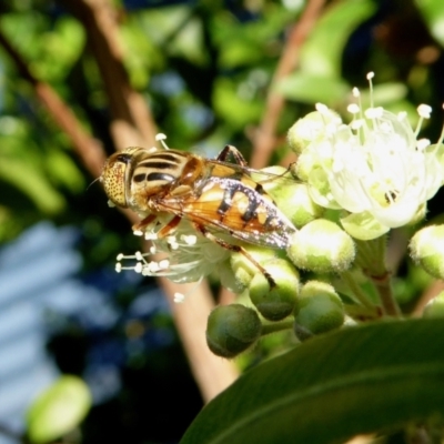 Eristalinus punctulatus (Golden Native Drone Fly) at Rugosa - 30 Jan 2021 by SenexRugosus