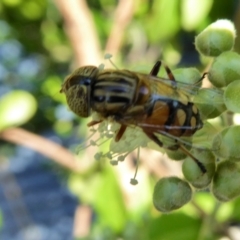 Eristalinus punctulatus at Yass River, NSW - 30 Jan 2021