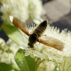 Comptosia sp. (genus) (Unidentified Comptosia bee fly) at Rugosa - 30 Jan 2021 by SenexRugosus