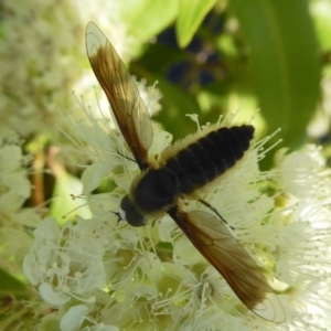 Comptosia sp. (genus) at Rugosa - 30 Jan 2021