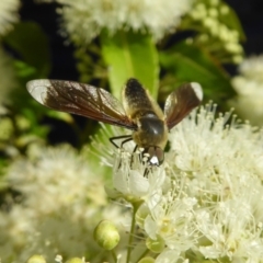 Comptosia sp. (genus) at Rugosa - 30 Jan 2021