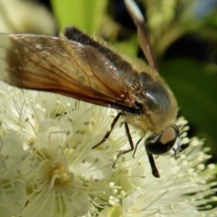 Comptosia sp. (genus) at Rugosa - 30 Jan 2021