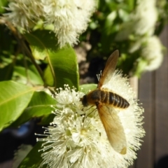 Comptosia sp. (genus) (Unidentified Comptosia bee fly) at Rugosa - 30 Jan 2021 by SenexRugosus