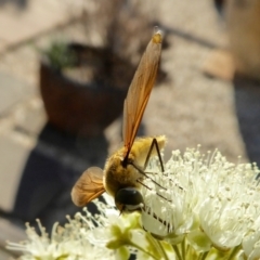 Comptosia (genus) at Yass River, NSW - 30 Jan 2021 05:13 PM