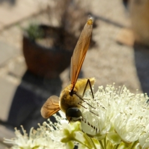 Comptosia sp. (genus) at Yass River, NSW - 30 Jan 2021