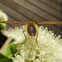 Comptosia (genus) at Yass River, NSW - 30 Jan 2021 05:13 PM