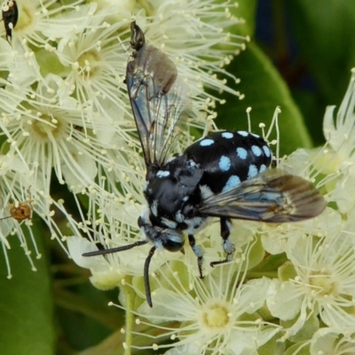 Thyreus caeruleopunctatus (Chequered cuckoo bee) at Yass River, NSW - 1 Feb 2021 by SenexRugosus