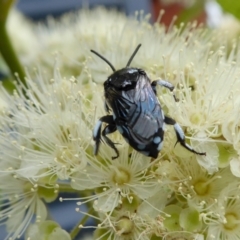 Thyreus caeruleopunctatus at Yass River, NSW - 1 Feb 2021