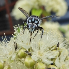 Thyreus caeruleopunctatus at Yass River, NSW - 1 Feb 2021