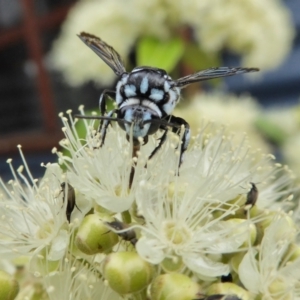 Thyreus caeruleopunctatus at Yass River, NSW - 1 Feb 2021