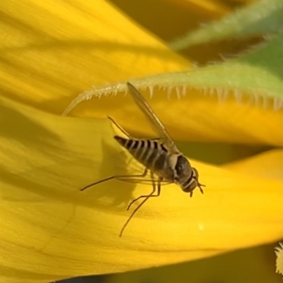 Australiphthiria hilaris (Slender Bee Fly) at Murrumbateman, NSW - 31 Jan 2021 by SimoneC