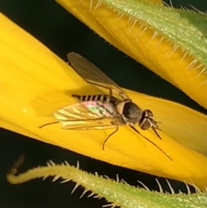 Australiphthiria hilaris at Murrumbateman, NSW - 31 Jan 2021 07:08 PM