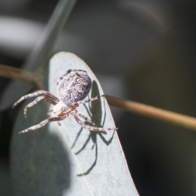 Salsa fuliginata (Sooty Orb-weaver) at Scullin, ACT - 14 Nov 2020 by AlisonMilton