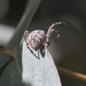 Salsa fuliginata at Scullin, ACT - 14 Nov 2020