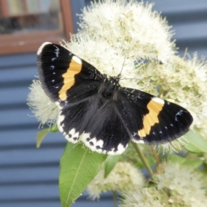 Eutrichopidia latinus at Yass River, NSW - 1 Feb 2021