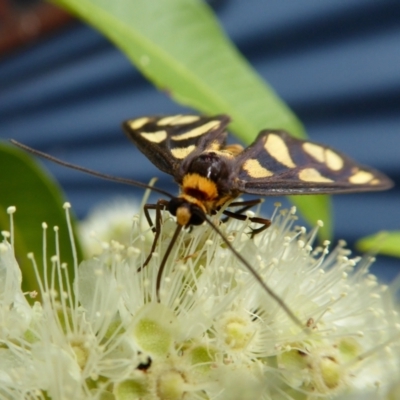 Amata (genus) (Handmaiden Moth) at Rugosa - 1 Feb 2021 by SenexRugosus