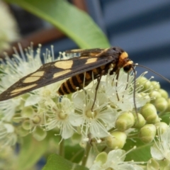 Amata (genus) at Yass River, NSW - 1 Feb 2021 03:21 PM