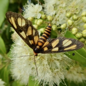 Amata (genus) at Yass River, NSW - 1 Feb 2021