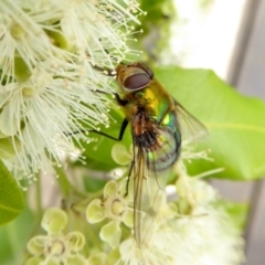 Rutilia (Chrysorutilia) formosa (A Bristle fly) at Rugosa - 1 Feb 2021 by SenexRugosus