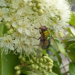 Rutilia (Chrysorutilia) formosa at Yass River, NSW - 1 Feb 2021