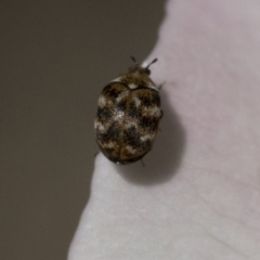 Anthrenus verbasci (Varied or Variegated Carpet Beetle) at Higgins, ACT - 13 Nov 2020 by AlisonMilton