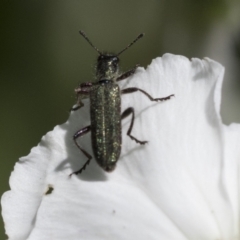 Eleale aspera (Clerid beetle) at Higgins, ACT - 13 Nov 2020 by AlisonMilton