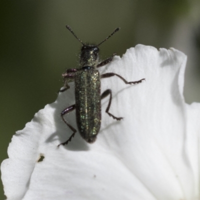 Eleale aspera (Clerid beetle) at Higgins, ACT - 14 Nov 2020 by AlisonMilton