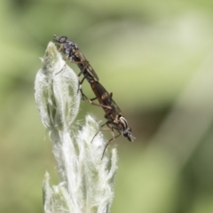Ectinorhynchus sp. (genus) (A Stiletto Fly) at Higgins, ACT - 13 Nov 2020 by AlisonMilton