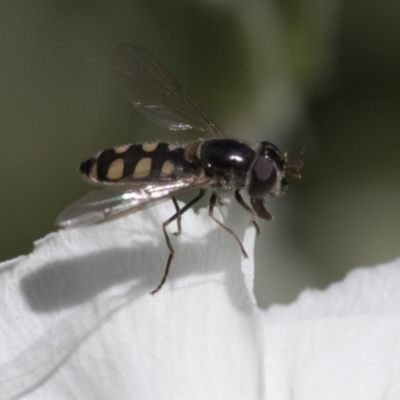 Melangyna viridiceps (Hover fly) at Higgins, ACT - 13 Nov 2020 by AlisonMilton