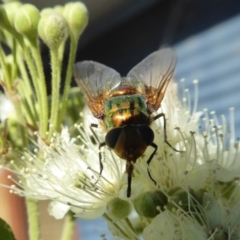 Rutilia (Microrutilia) sp. (genus & subgenus) (A Bristle fly) at Rugosa - 30 Jan 2021 by SenexRugosus