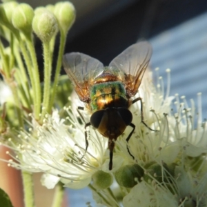 Rutilia (Microrutilia) sp. (genus & subgenus) at Yass River, NSW - 30 Jan 2021