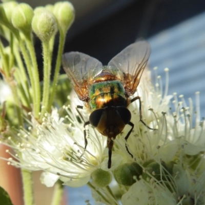 Rutilia (Microrutilia) sp. (genus & subgenus) (A Bristle fly) at Rugosa - 30 Jan 2021 by SenexRugosus