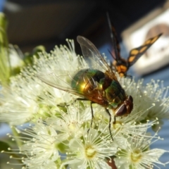 Rutilia (Microrutilia) sp. (genus & subgenus) at Yass River, NSW - 30 Jan 2021