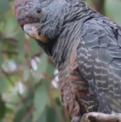 Callocephalon fimbriatum (Gang-gang Cockatoo) at Red Hill, ACT - 1 Feb 2021 by roymcd