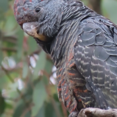 Callocephalon fimbriatum (Gang-gang Cockatoo) at Red Hill, ACT - 31 Jan 2021 by roymcd