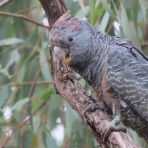 Callocephalon fimbriatum at Red Hill, ACT - 1 Feb 2021