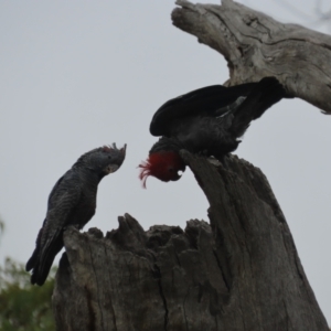 Callocephalon fimbriatum at Red Hill, ACT - 1 Feb 2021