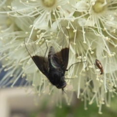 Geron nigralis (Slender bee fly) at Rugosa - 1 Feb 2021 by SenexRugosus