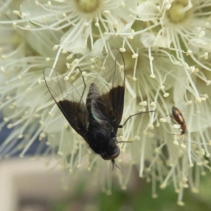 Geron nigralis at Yass River, NSW - 1 Feb 2021