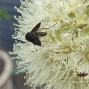 Geron nigralis at Yass River, NSW - 1 Feb 2021