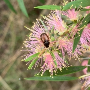 Automolius sp. (genus) at Murrumbateman, NSW - 1 Feb 2021