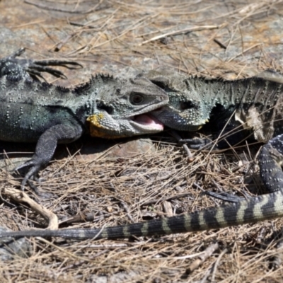 Intellagama lesueurii howittii (Gippsland Water Dragon) at Uriarra Village, ACT - 1 Feb 2021 by davidcunninghamwildlife