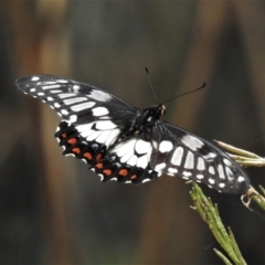 Papilio anactus (Dainty Swallowtail) at Majura, ACT - 1 Feb 2021 by JohnBundock