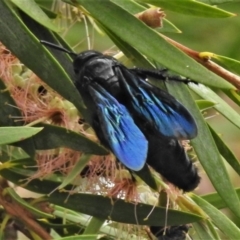 Austroscolia soror at Majura, ACT - 1 Feb 2021