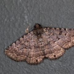 Diatenes aglossoides (An Erebid Moth) at Melba, ACT - 30 Jan 2021 by Bron